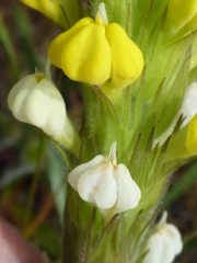 Castilleja rubicundula lithospermoides