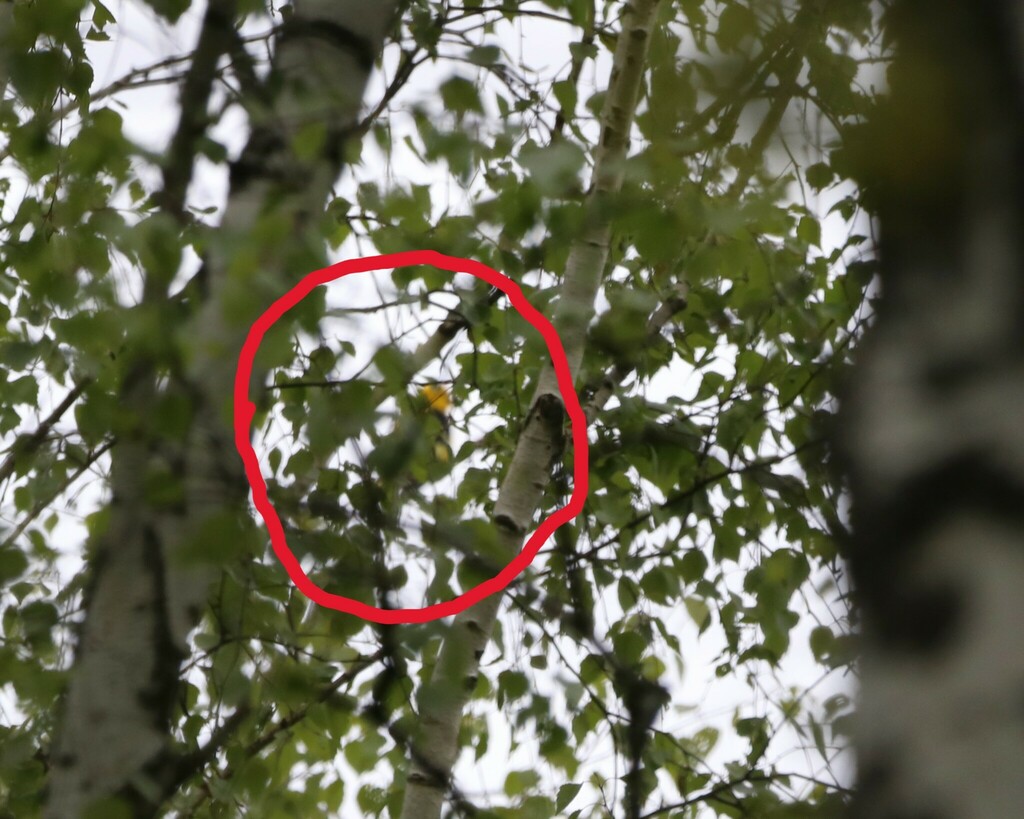 Eurasian Golden Oriole from Тульская обл., Россия, 301150 on May 12 ...