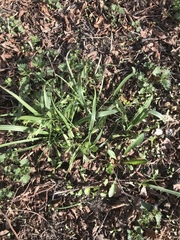 Gagea lutea