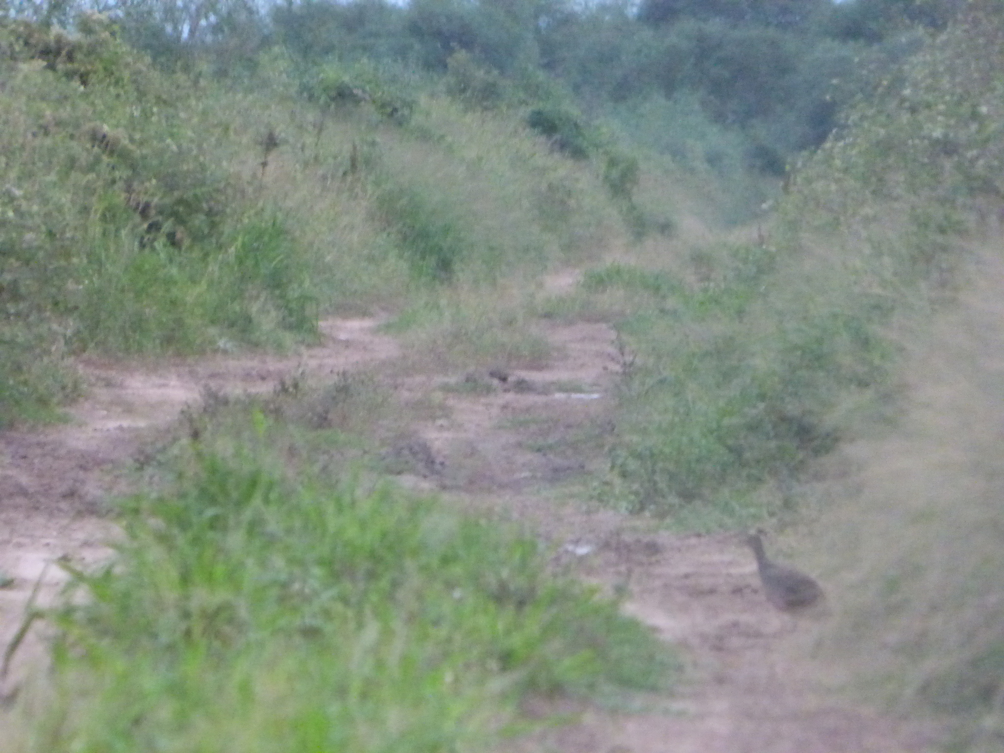 Brushland Tinamou (Nothoprocta cinerascens), photo 10