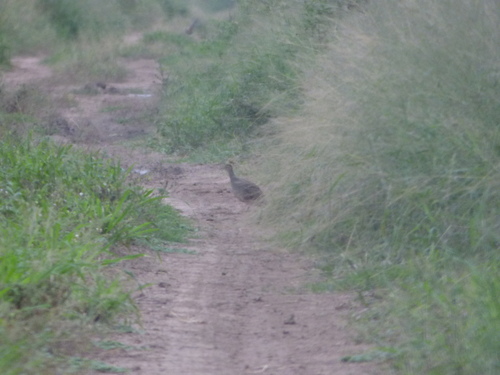 Brushland Tinamou (Nothoprocta cinerascens), photo 7