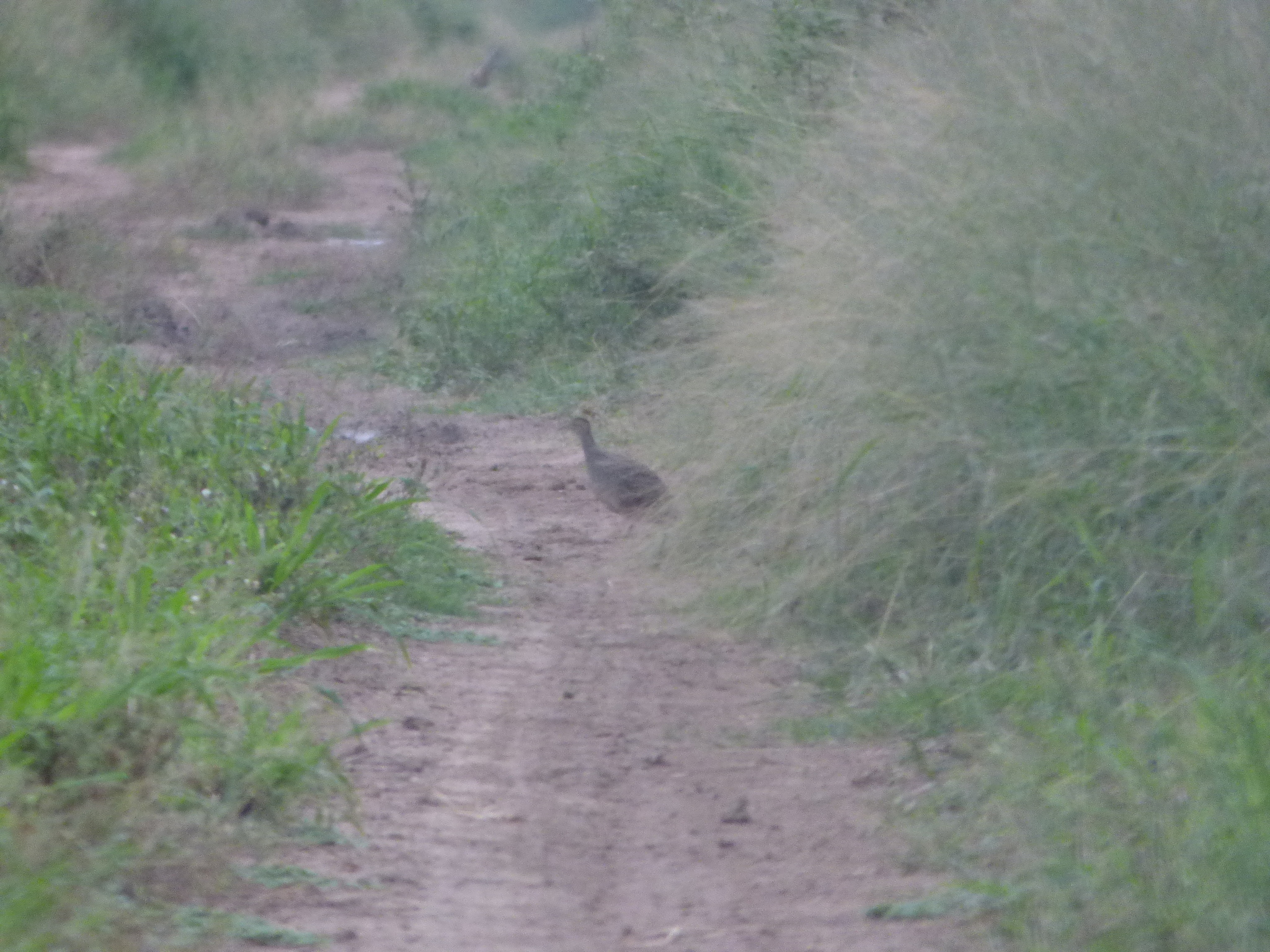 Brushland Tinamou (Nothoprocta cinerascens), photo 9