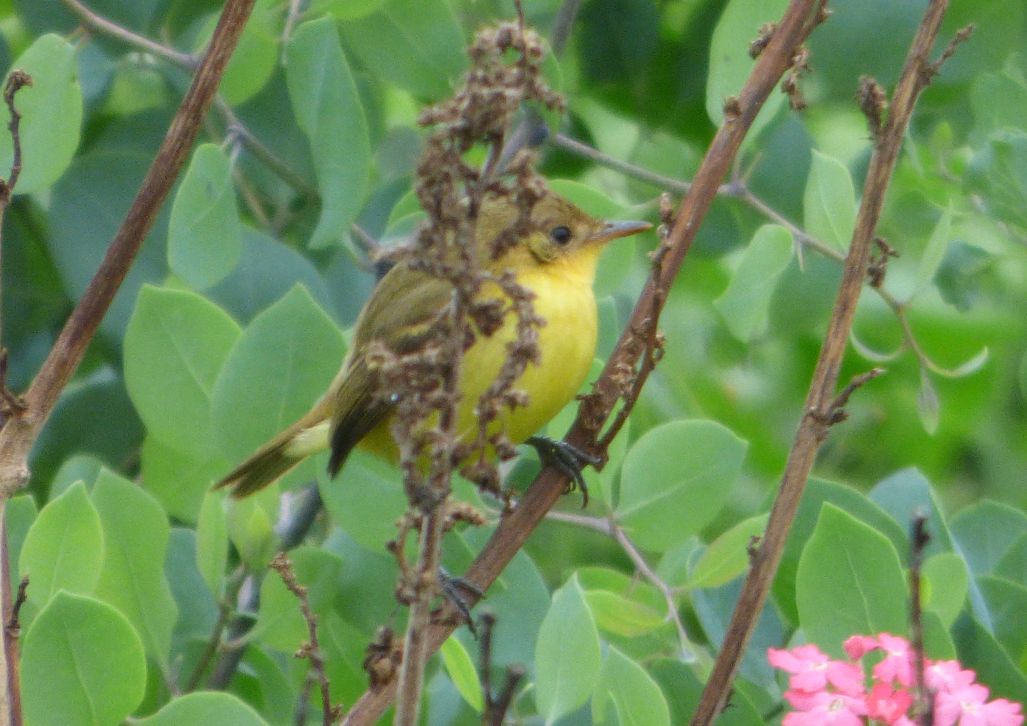 Subtropical Doradito (Pseudocolopteryx acutipennis)