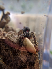 Varacosa