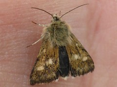 Heliothodes diminutiva