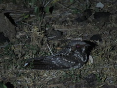 Antrostomus cubanensis cubanensis