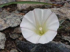 Calystegia collina