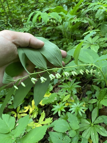Polygonatum orientale (Polygonatum orientale)