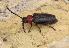 Ditemnus latilobus