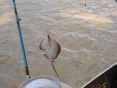 Potamotrygon orbignyi