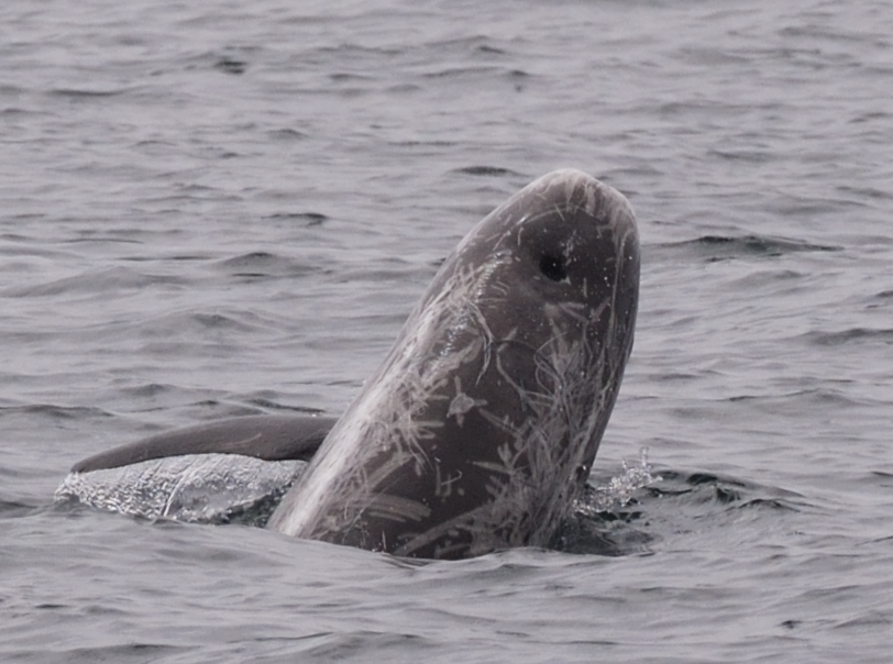 Scarred Risso's dolphin spyhopping out of the water