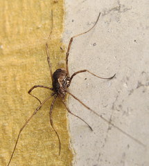 Leiobunum ventricosum