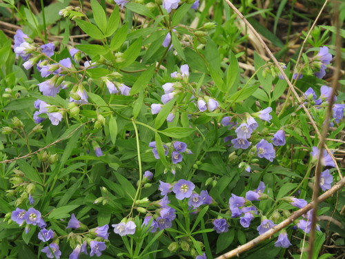 Polemonium reptans