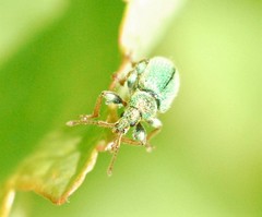 Phyllobius betulinus