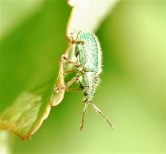 Phyllobius betulinus