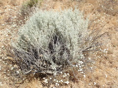 Tetradymia stenolepis