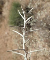 Tetradymia stenolepis