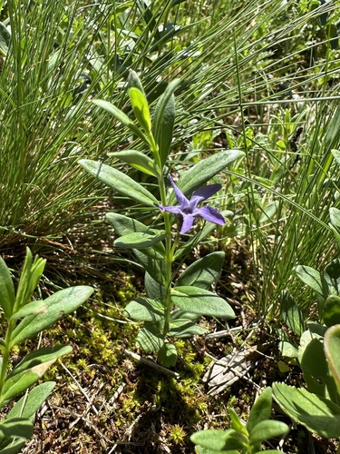 Herbaceous Periwinkle