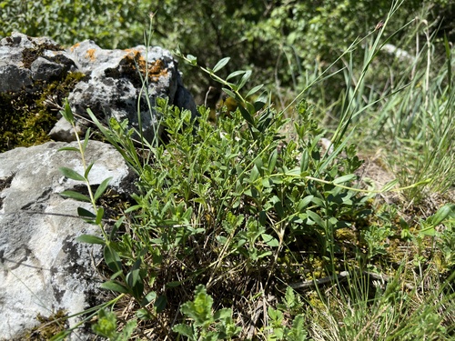 Herbaceous Periwinkle