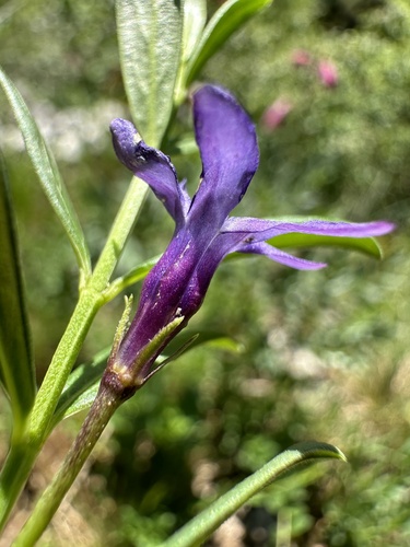 Herbaceous Periwinkle