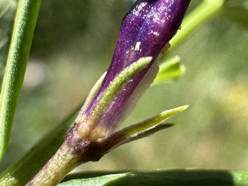 Herbaceous Periwinkle