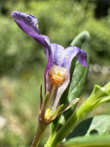 Herbaceous Periwinkle
