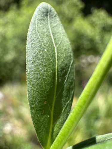 Herbaceous Periwinkle