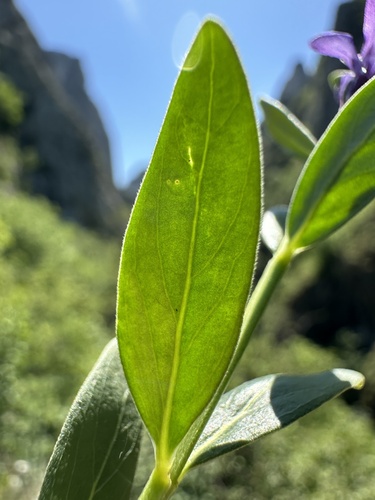Herbaceous Periwinkle