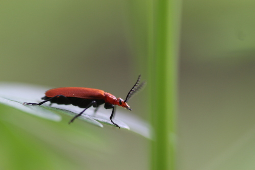 Pyrochroa serraticornis