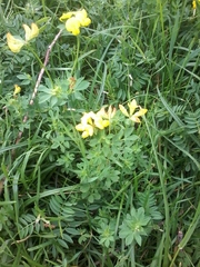 Lotus corniculatus