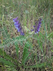 Vicia villosa