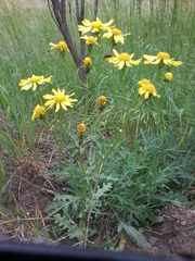 Senecio vernalis