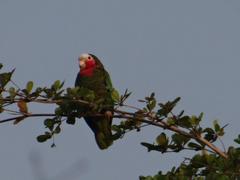 Amazona leucocephala