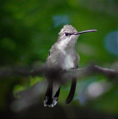 Archilochus alexandri