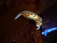 Diaphoreolis lagunae