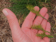 Poa bulbosa vivipara