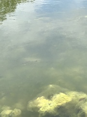 Micropterus salmoides