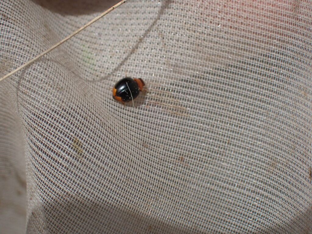 Brumoides foudrasii