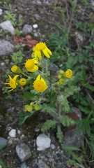 Senecio vernalis