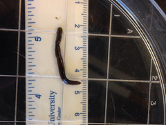 Phyllodocida