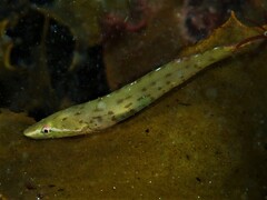 Duckbilled Clingfish photo 3