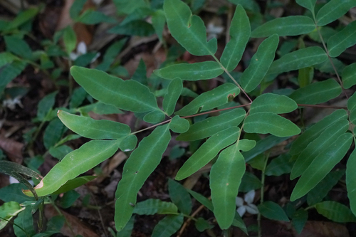 Osmunda japonica, photograph 2