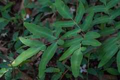 WATANABE Hitoshi 渡辺仁, CC BY, iNaturalist via GBIF Osmunda japonica, photograph WATANABE Hitoshi 渡辺仁, CC BY, iNaturalist via GBIF