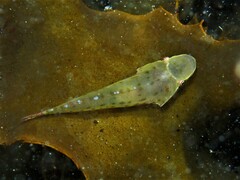 Duckbilled Clingfish photo 1