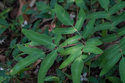 Osmunda japonica, photograph 3