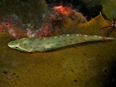 Duckbilled Clingfish photo 2