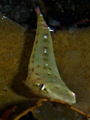 Duckbilled Clingfish photo 5