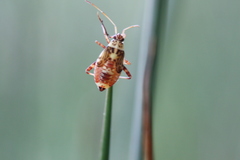 Rhabdomiris striatellus