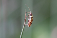 Rhabdomiris striatellus