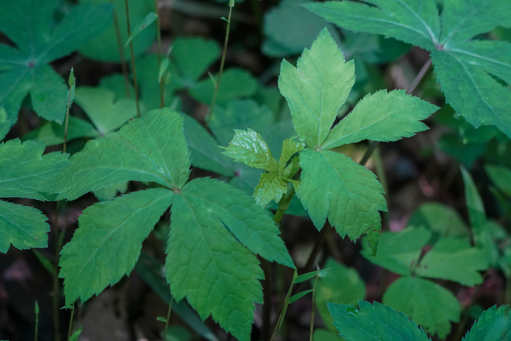 Sanicula chinensis; photograph (c) WATANABE Hitoshi 渡辺仁, some rights reserved (CC BY)